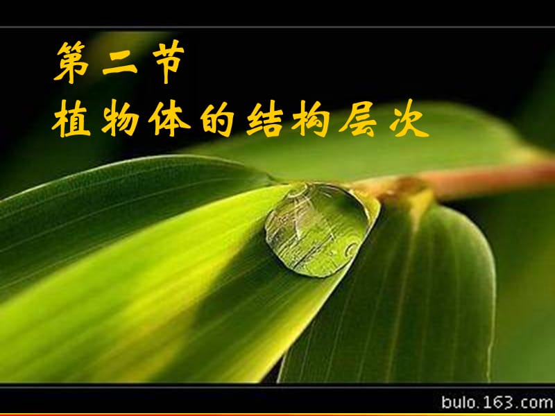 植物体的结构层次课件.ppt_第1页