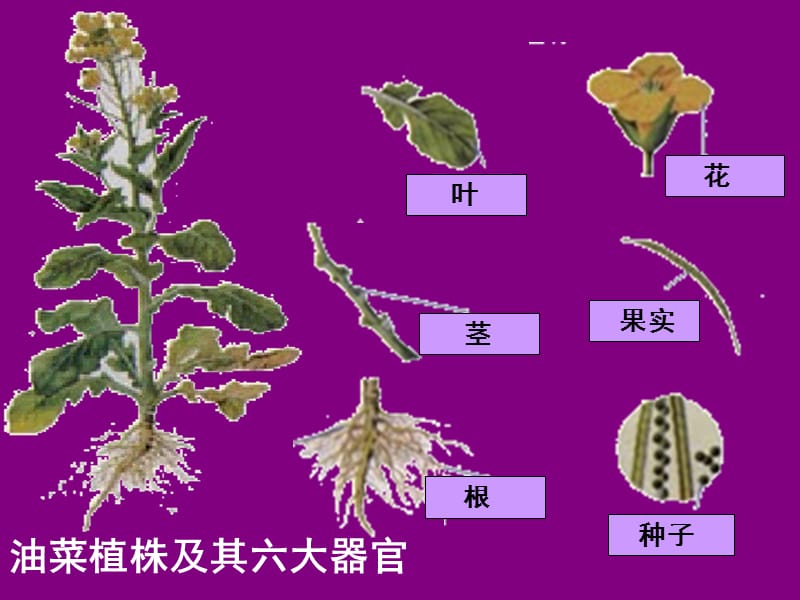 植物体的结构层次课件.ppt_第2页