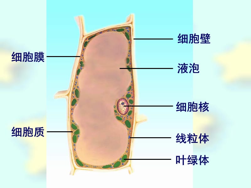 人和动物细胞结构与功能.ppt_第2页