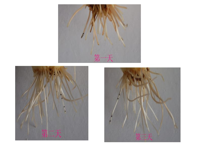 植株的生长黄娟老师.ppt_第3页