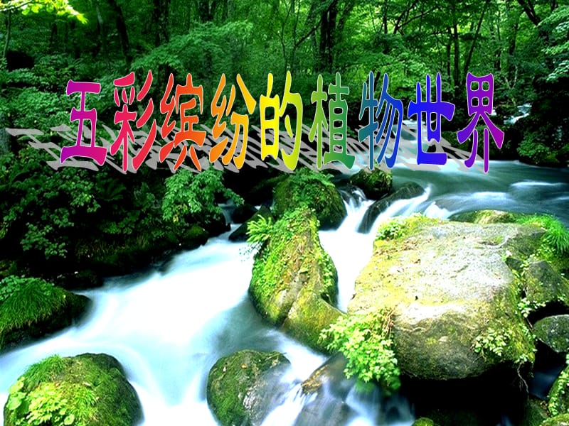 五彩缤纷的植物世界.ppt_第2页