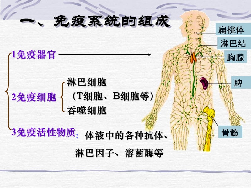 2.4免疫调节课件.ppt_第2页