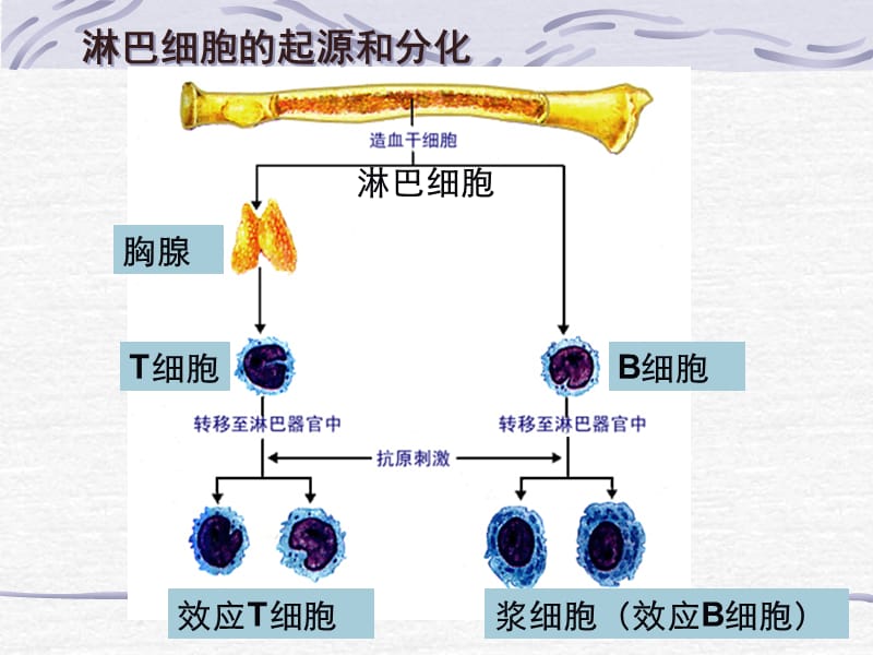 2.4免疫调节课件.ppt_第3页