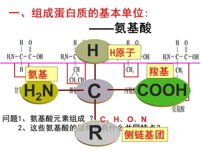 2.2生命活动的主要承担者—蛋白质课件陈秀锋.ppt_第3页