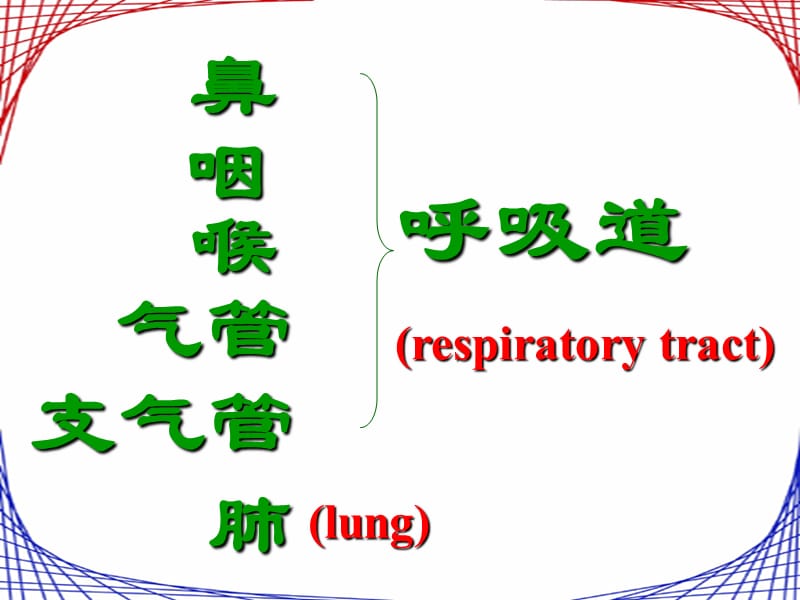 呼吸道对空气的处理3.ppt_第3页