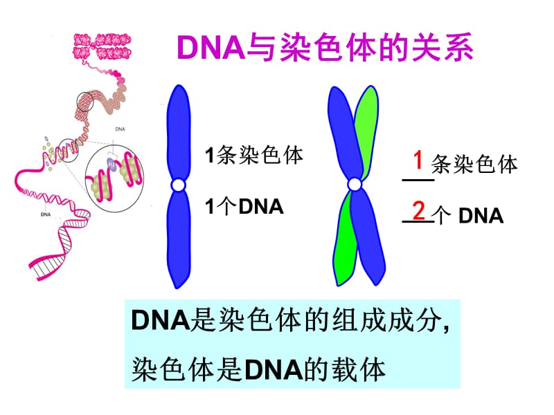 3.4《基因是有遗传效应的DNA片段》课件12.ppt_第2页