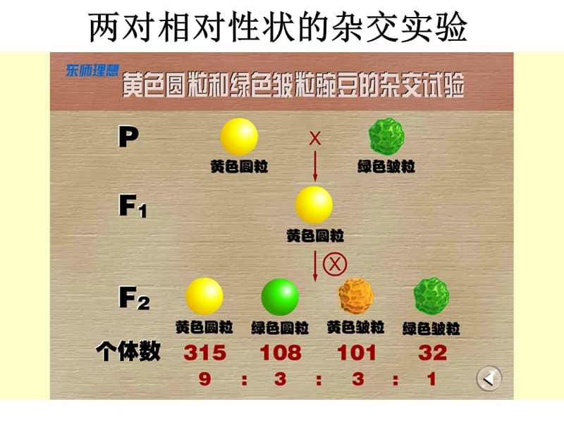 1.2《孟德尔的豌豆杂交实验》课件6.ppt_第2页