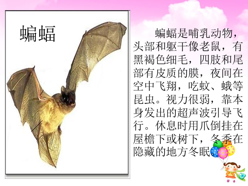 小学语文课件：11.蝙蝠和雷达.ppt_第2页