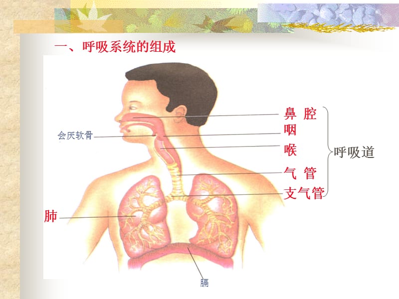 呼吸系统对空气的处理.ppt_第2页