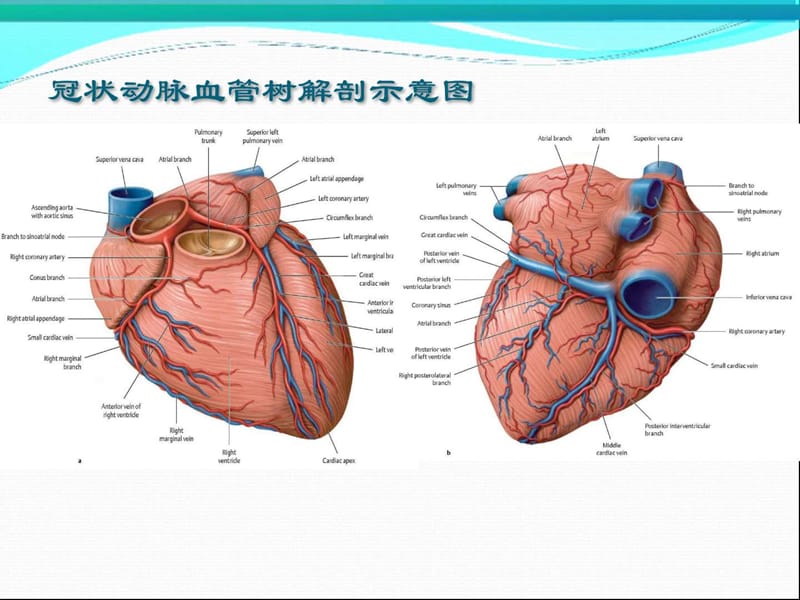 冠状动脉造影识图.ppt_第2页