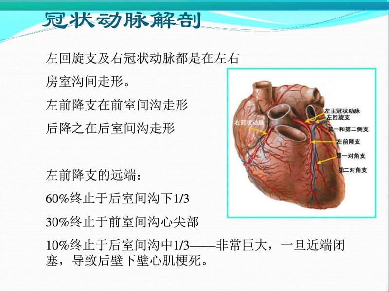 冠状动脉造影识图.ppt_第3页