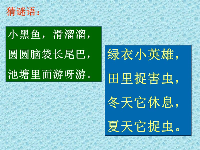 小蝌蚪找妈妈0.ppt_第2页