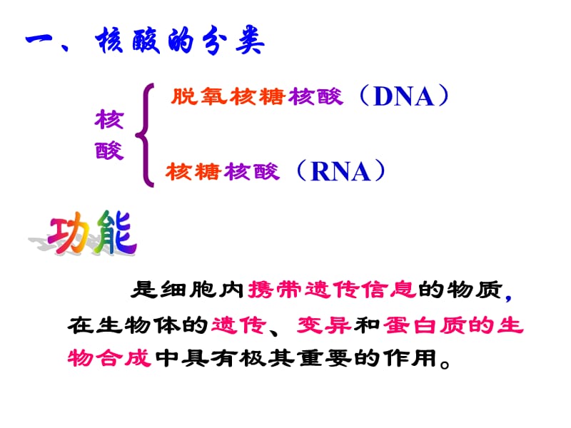 2.3遗传信息的携带者-核酸黄玉婵.ppt_第3页