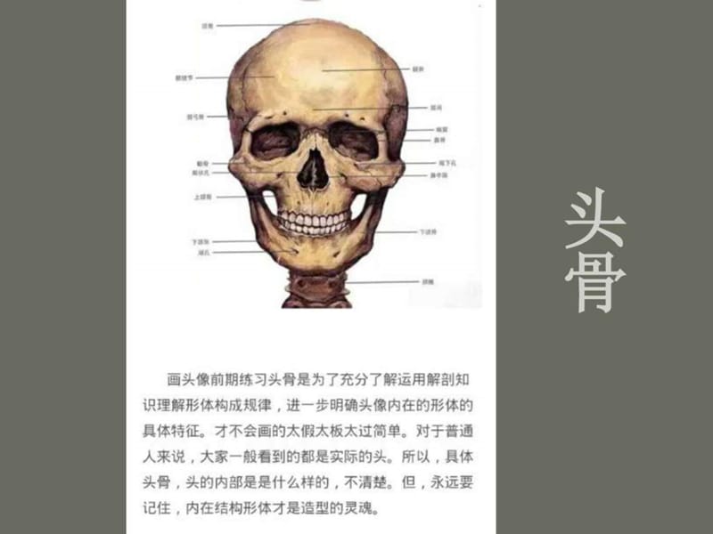 素描头像课件_图文.ppt.ppt_第2页