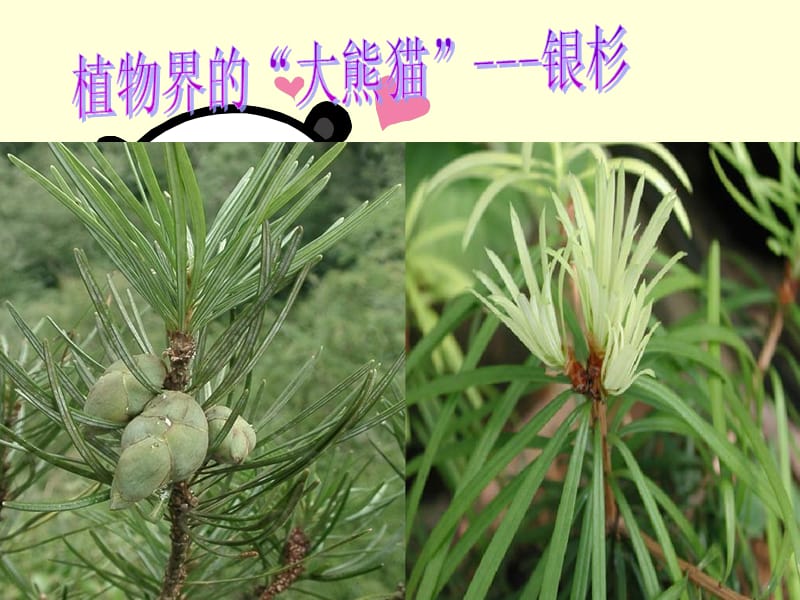 我国珍稀植物.ppt_第1页