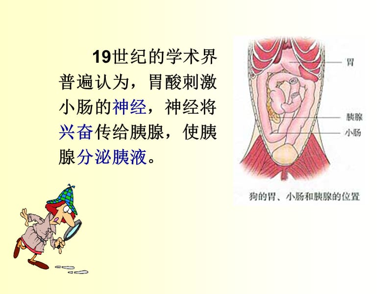 _通过激素的调节上课用.ppt_第3页