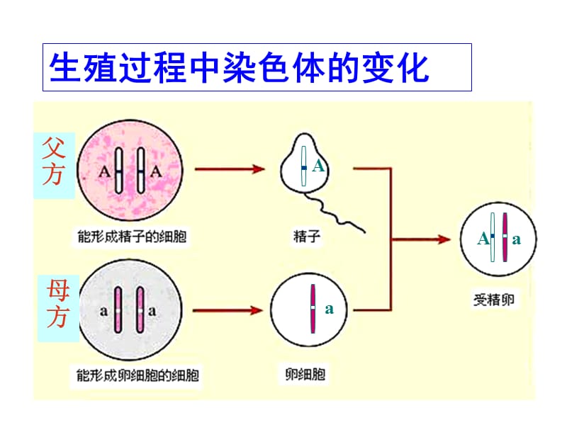 基因的显性和隐性.ppt_第1页