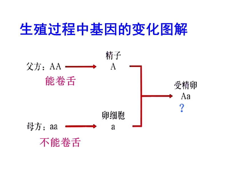 基因的显性和隐性.ppt_第2页