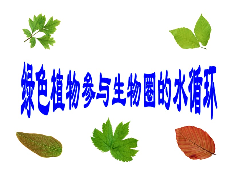 1上课绿色植物与生物圈的水循环.ppt_第1页