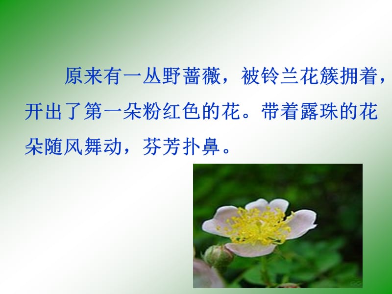 我不是最弱小的ppt.ppt_第3页