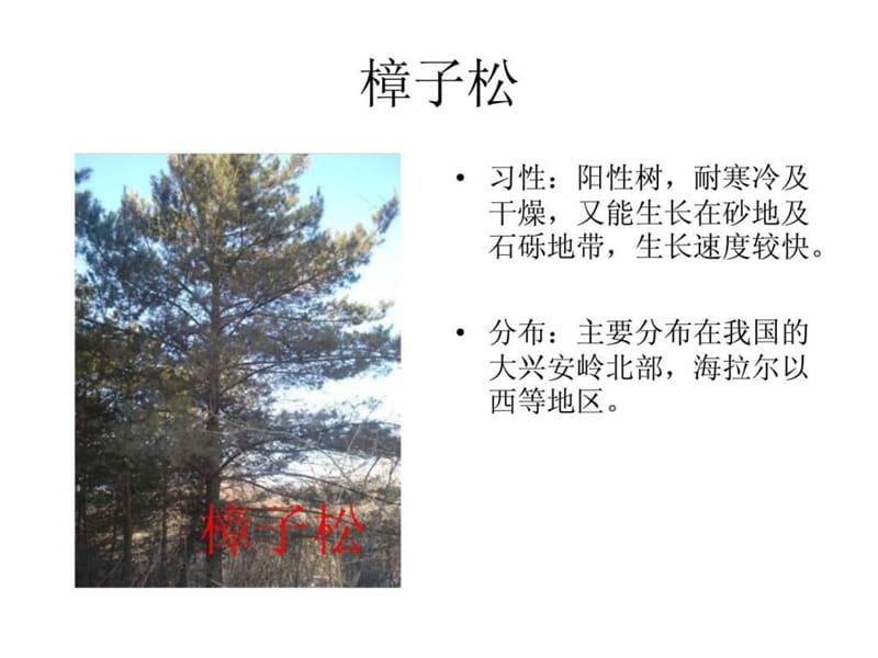 东北植物图片.ppt.ppt_第1页