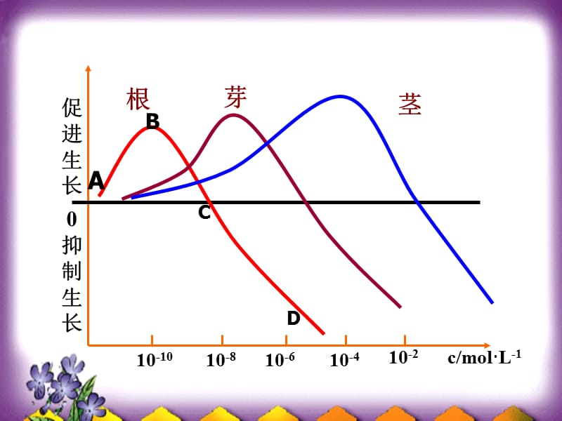 3.2《生长素的生理作用》课件冯惠坚.ppt_第3页