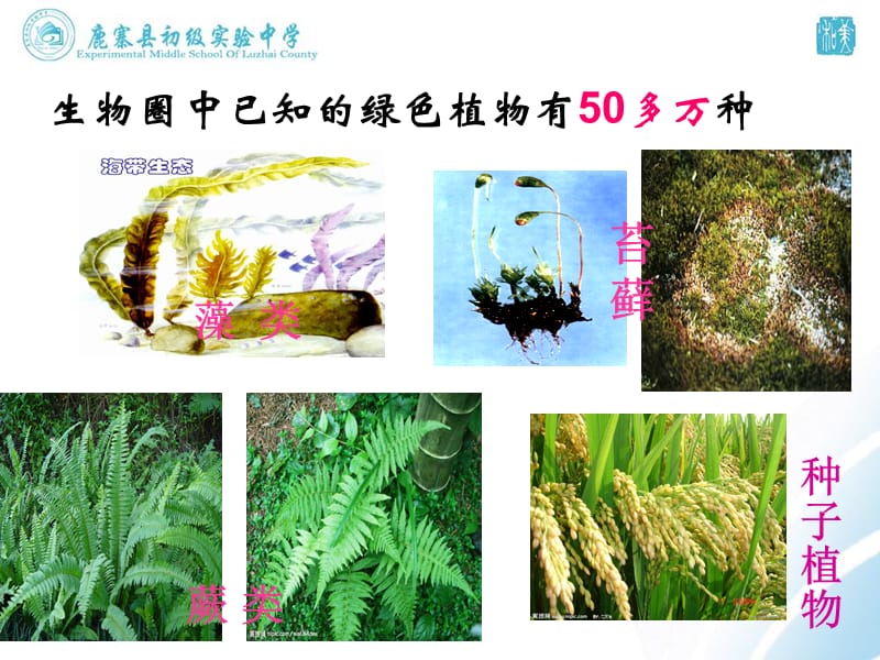 藻类_苔藓和蕨类植物.ppt_第2页