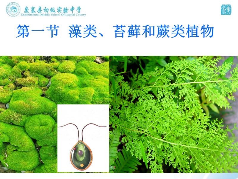 藻类_苔藓和蕨类植物.ppt_第3页