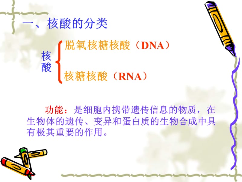 3节遗传信息的携带者——核酸.ppt_第2页