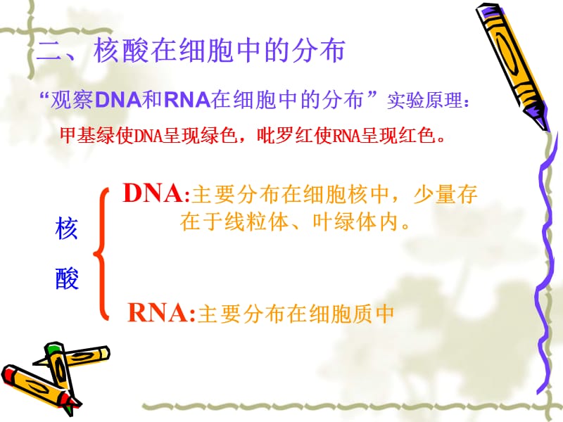 3节遗传信息的携带者——核酸.ppt_第3页