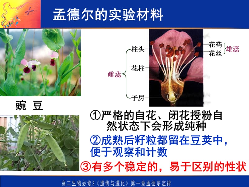 基因分离定律.ppt_第3页