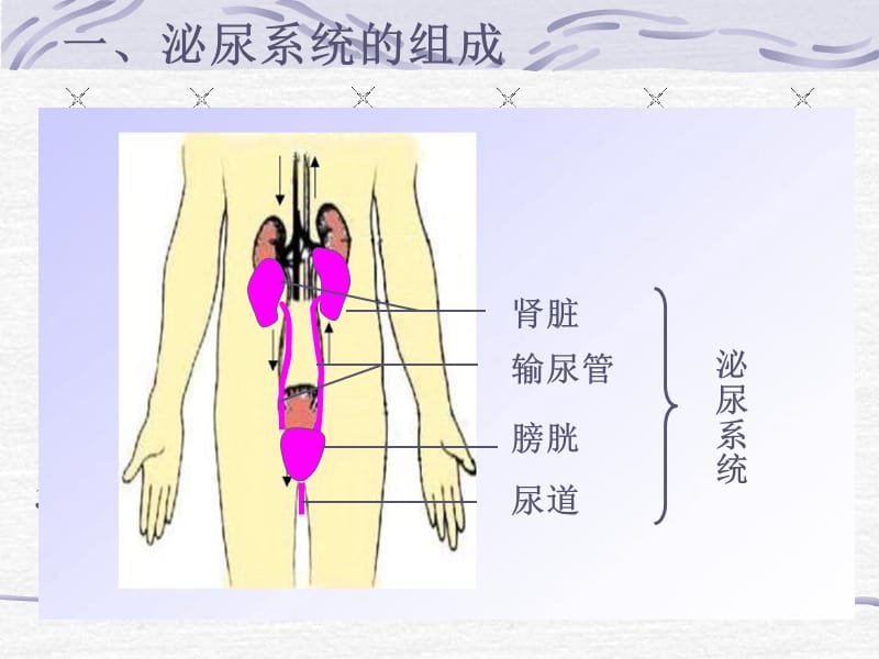 尿的形成和排出[1].ppt_第2页