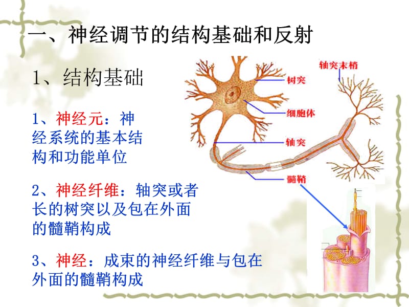 2.1《通过神经系统的调节》+课件+王新燕.ppt_第2页