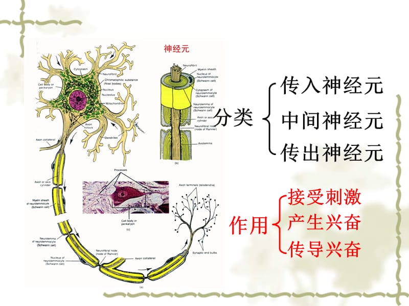 2.1《通过神经系统的调节》+课件+王新燕.ppt_第3页