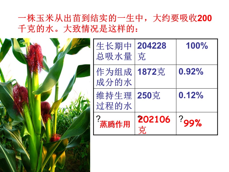 3-3《绿色植物与生物圈的水循环》课件.ppt_第2页