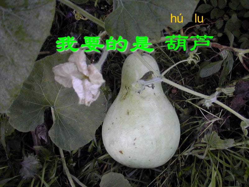 我要的是葫芦[1].ppt_第2页