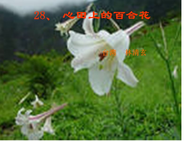 心田上的百合花课件.ppt_第2页