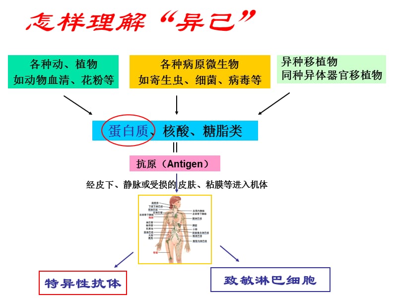 apc抗原提呈细胞及抗原提呈ppt课件.ppt_第2页