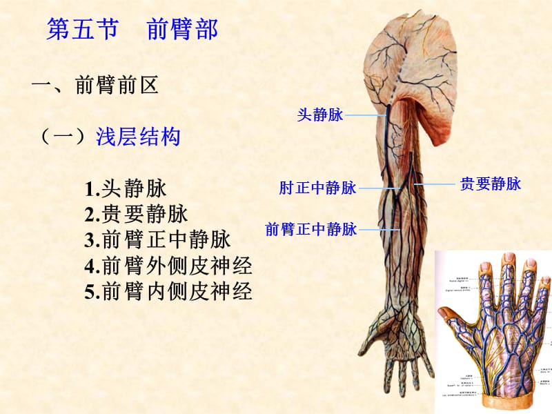 上肢 PP课件.ppt_第2页