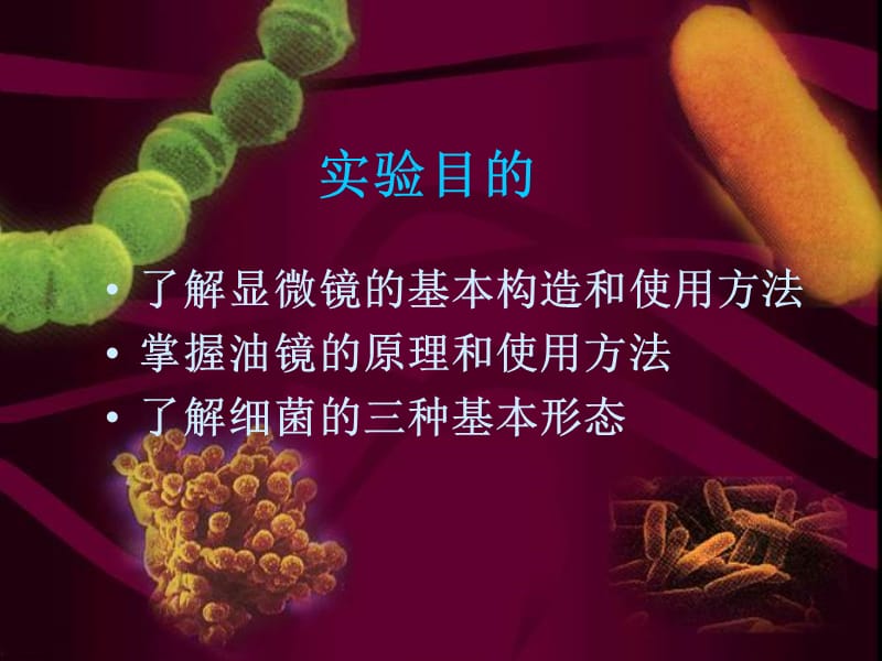 实验一油镜的使用及细菌形态观察.ppt_第2页