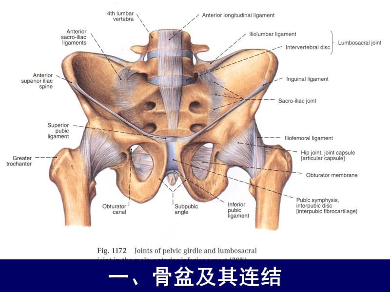 人体断层解剖学-女性盆部断层面解剖PPT课件.ppt_第2页