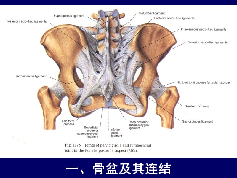 人体断层解剖学-女性盆部断层面解剖PPT课件.ppt_第3页