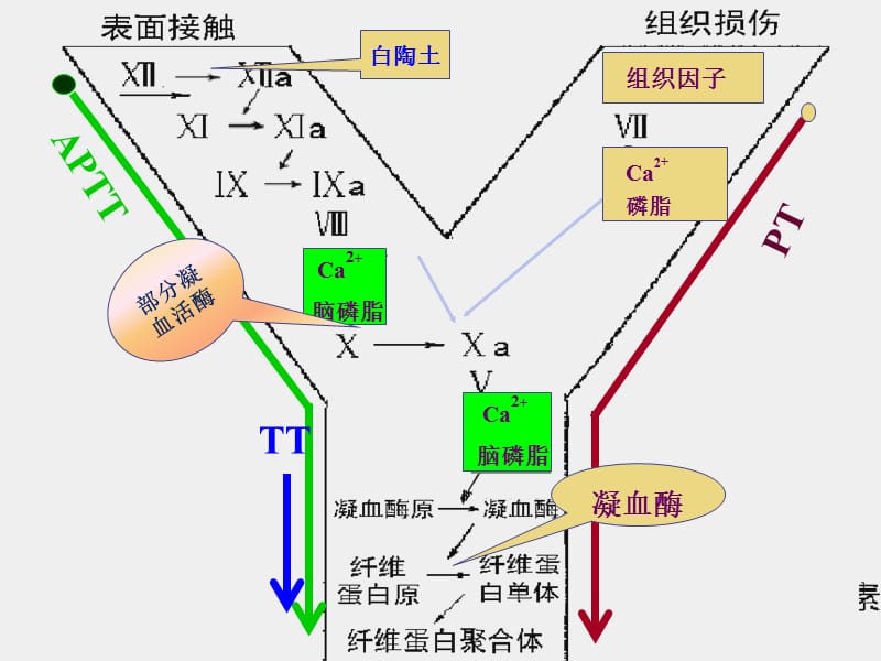 aptt、pt、tt测定ppt课件.ppt_第2页