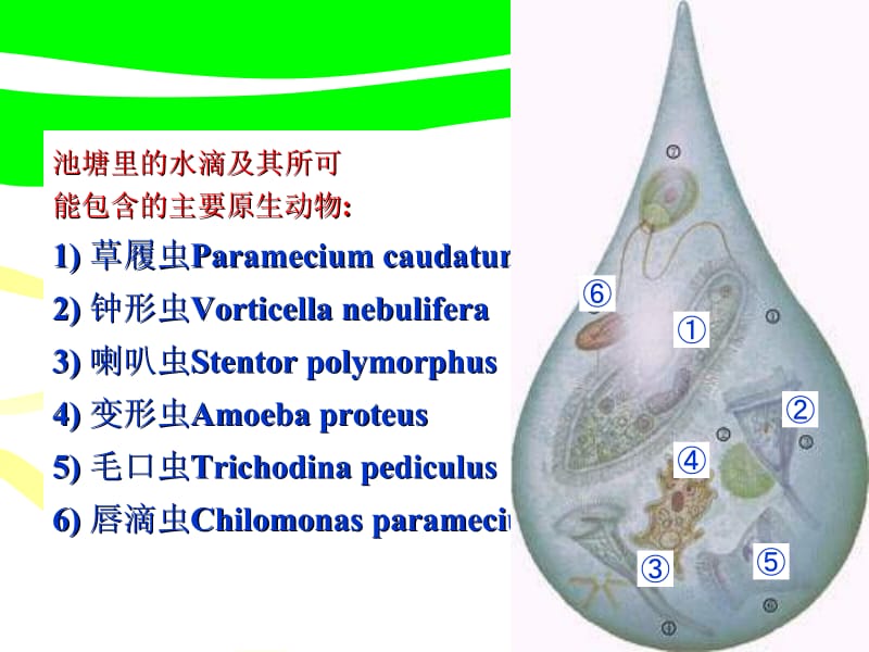 四节原生动物.ppt_第2页