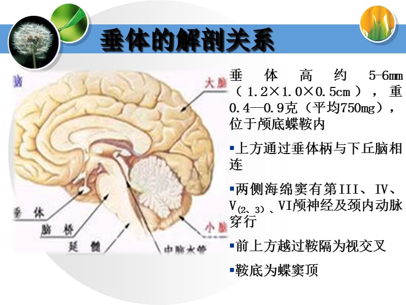 2017-12.14垂体腺瘤ppt课件.ppt_第2页