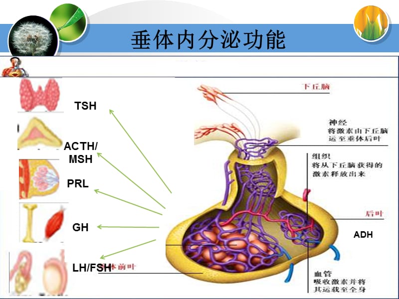 2017-12.14垂体腺瘤ppt课件.ppt_第3页