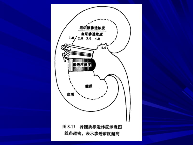 四节尿液的浓缩和稀释.ppt_第2页