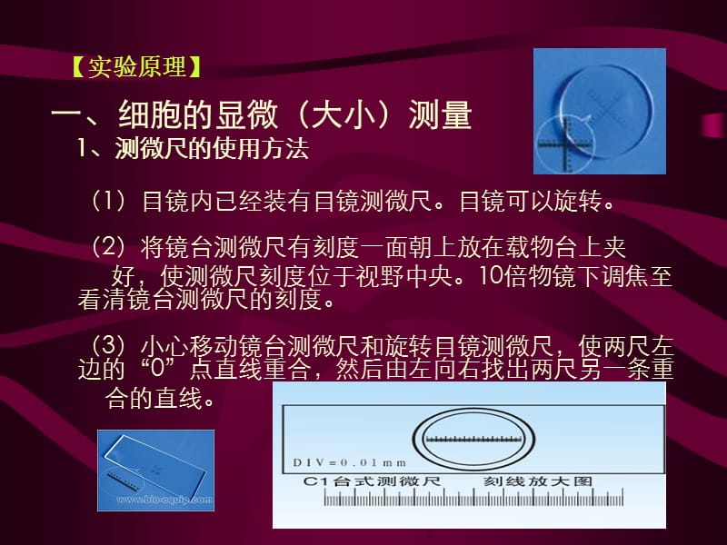 实验一细胞大小测量和密度计算.ppt_第2页