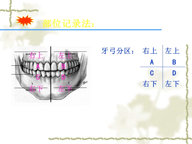 2.牙的萌出、中牙体解剖应用名称与解剖标志.ppt_第2页