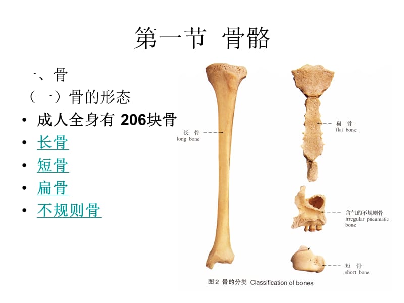 《人体解剖学》第发二章运动系统PPT课件.ppt_第2页